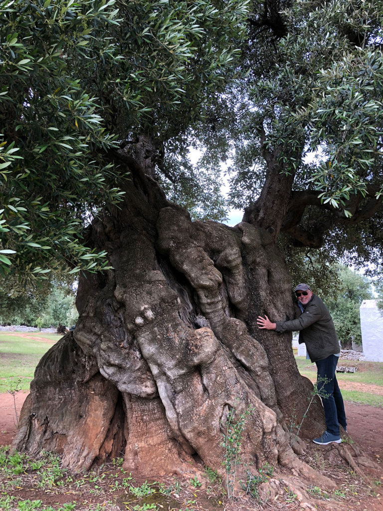 Chef Charlie and 1000-year-old olive tree