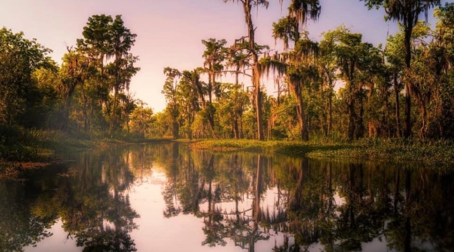 Why Should New Orleans Save You?